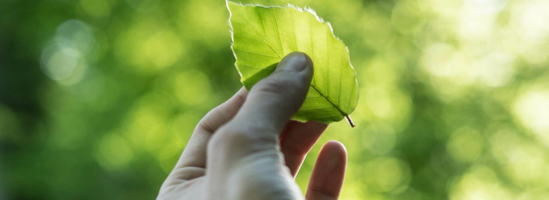 Beratung zu Umwelt- und Nachhaltigkeitsmanagement